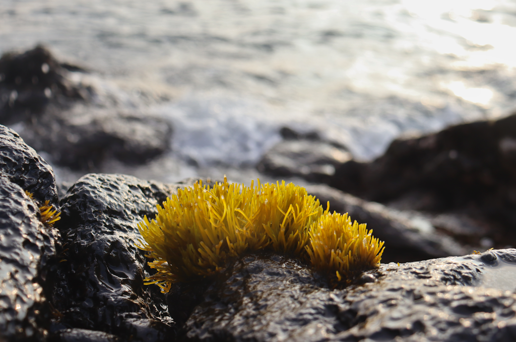 Limu ʻakiaki: nibbling algae