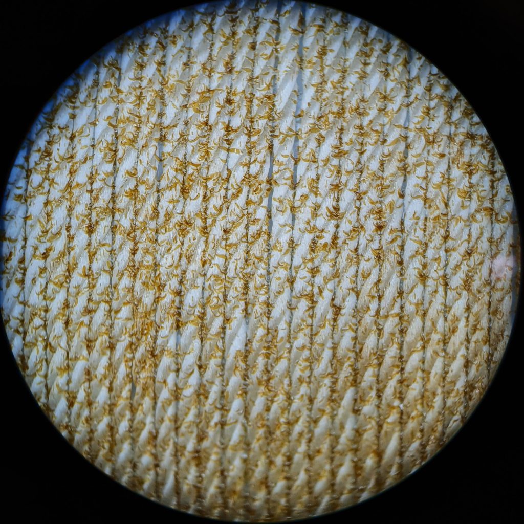 Seaweed seedlings ready for deployment