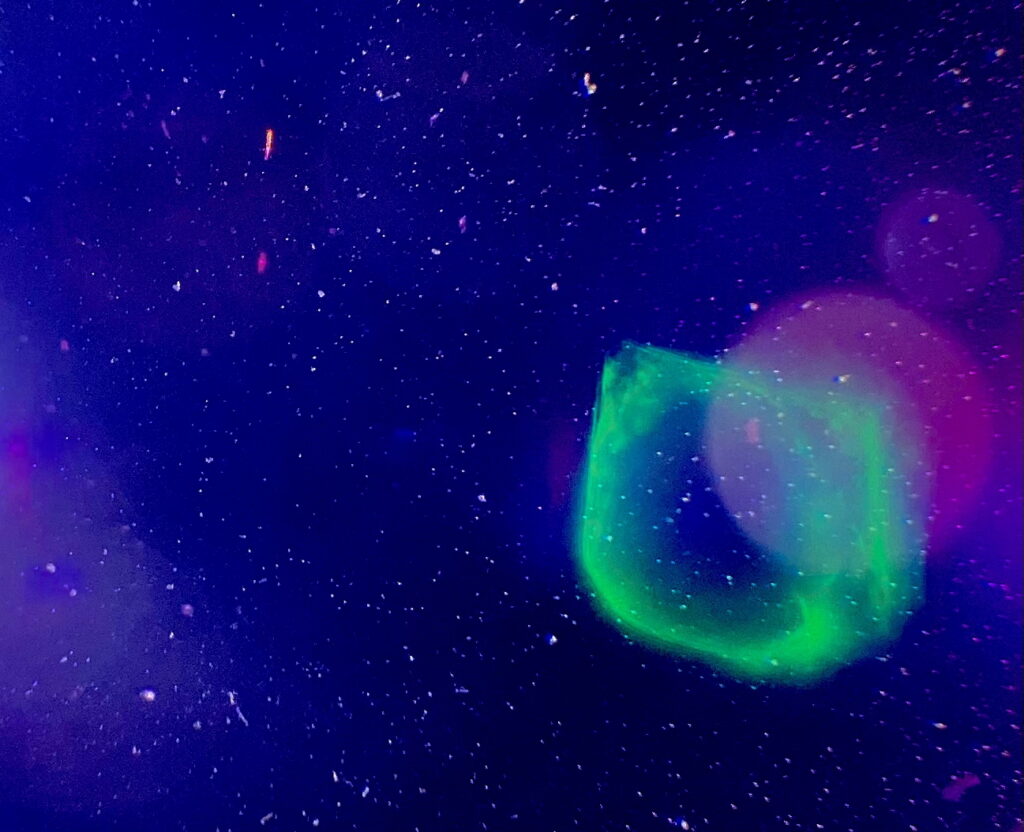 The cosmic life of a dinoflagellate