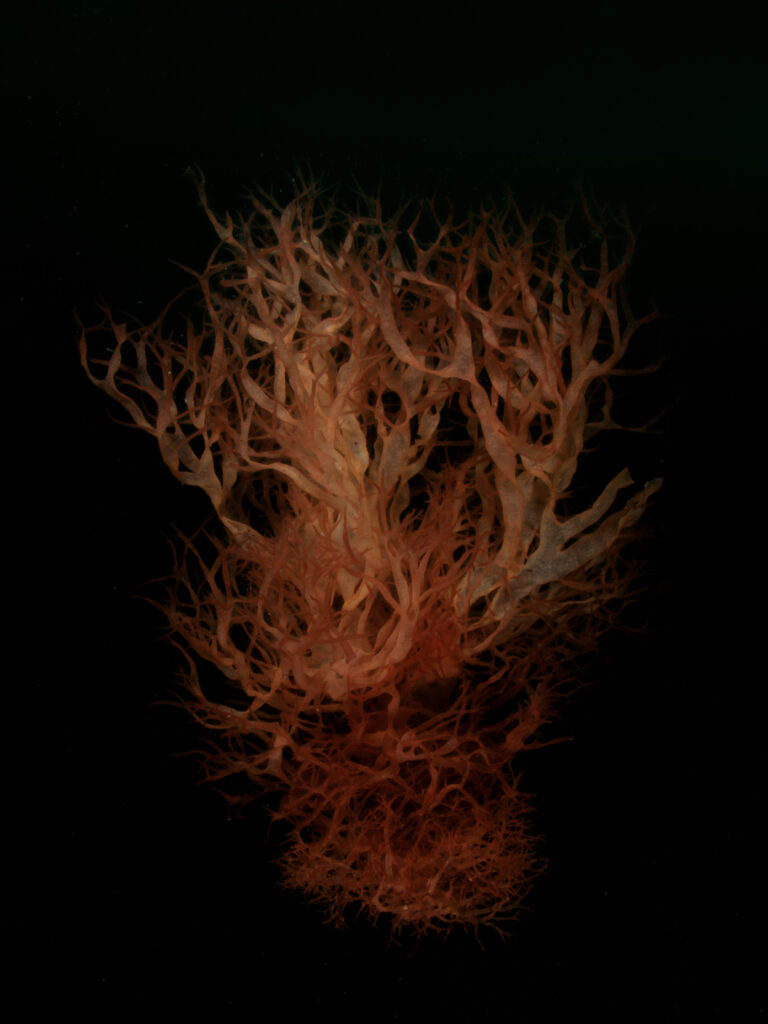 Golden Membrane Weed floating in Falmouth Bay (Cornwall, U.K.).