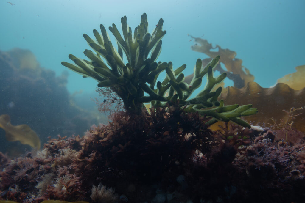 The Codium and the Kelp