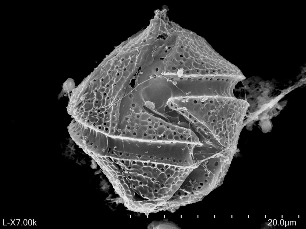 Gonyaulax spinifera