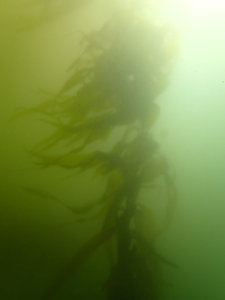 Giant in the Mist