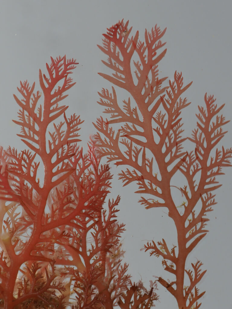 Plocamium trees