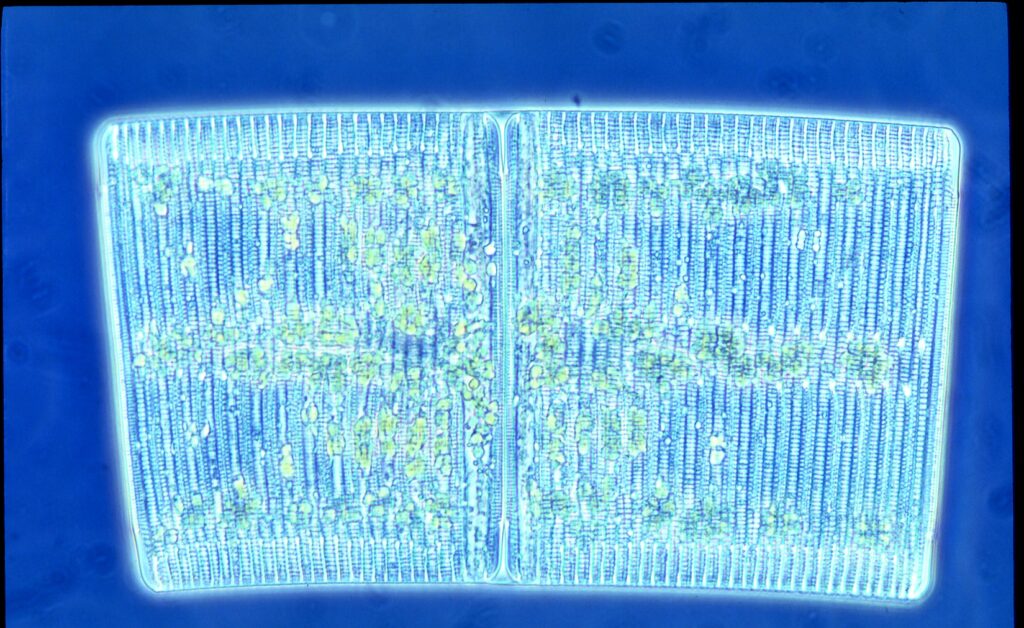 Marine Diatom Rhabdonema adriaticum