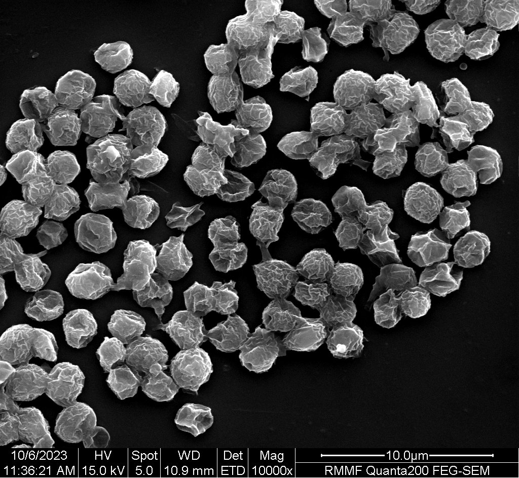 SEM image of pre-treated Nannochloropsis oceanica cells