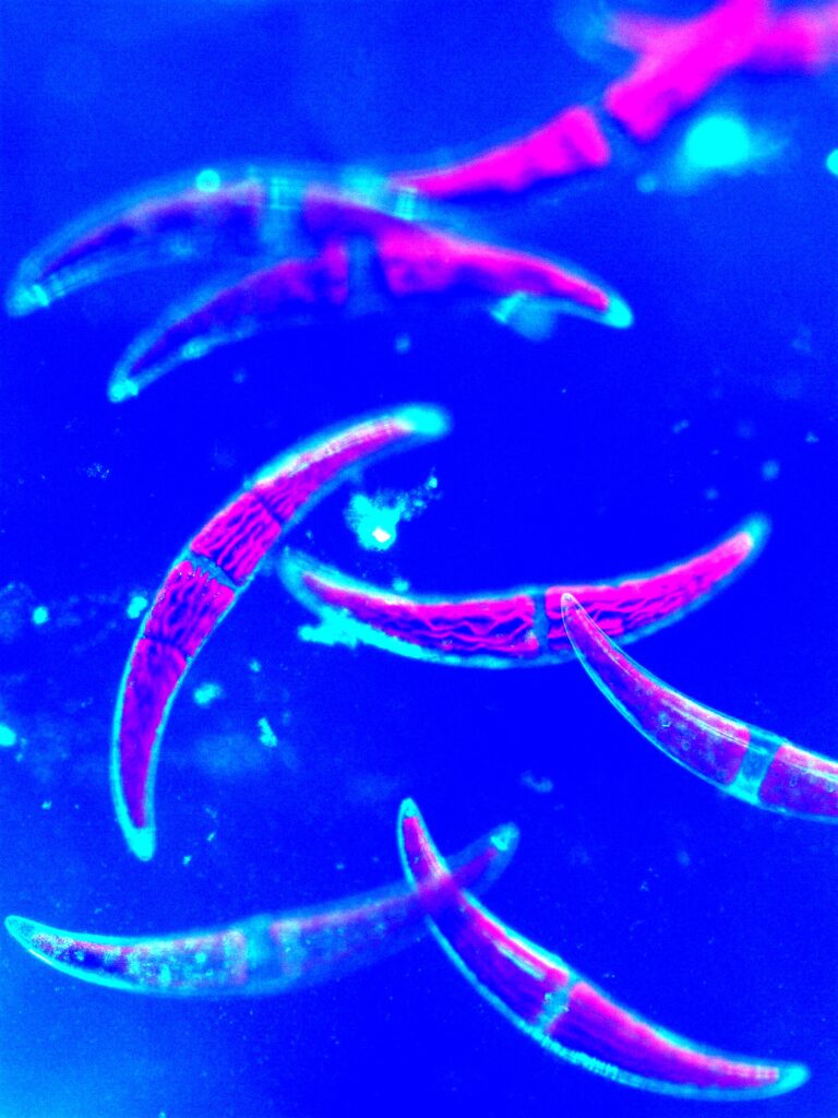 Fluorescent bananas