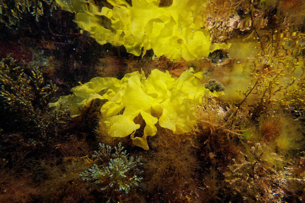 Intertidal Reflection