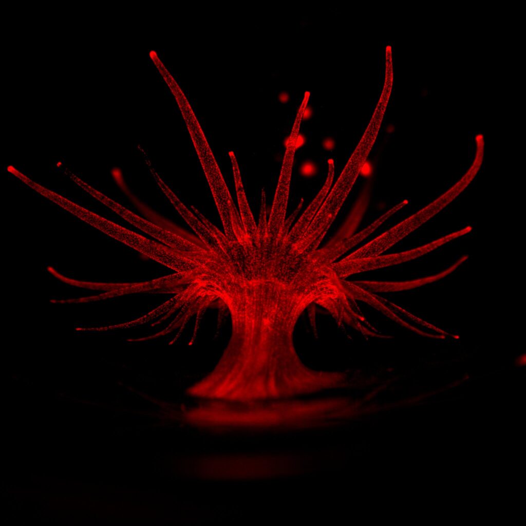 Luminescent Symbiosis