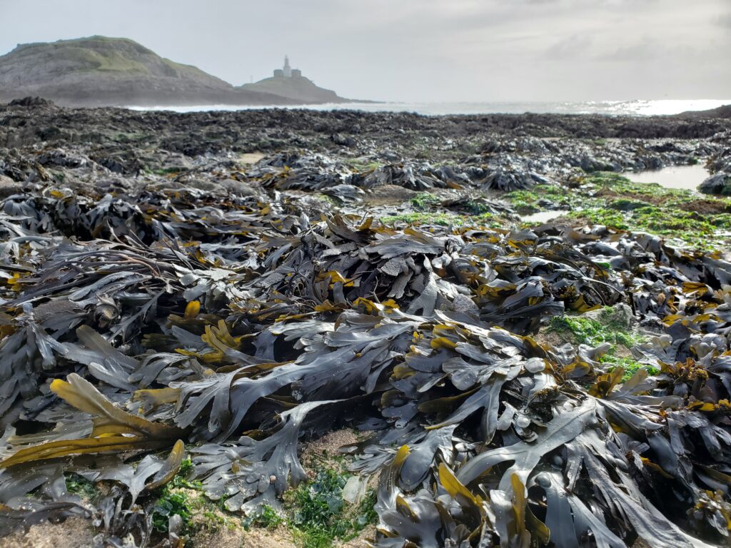 Foggy Fucus in Wales