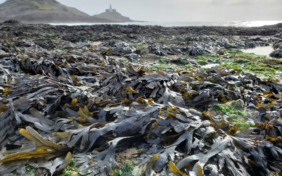 Edinburgh Science Festival