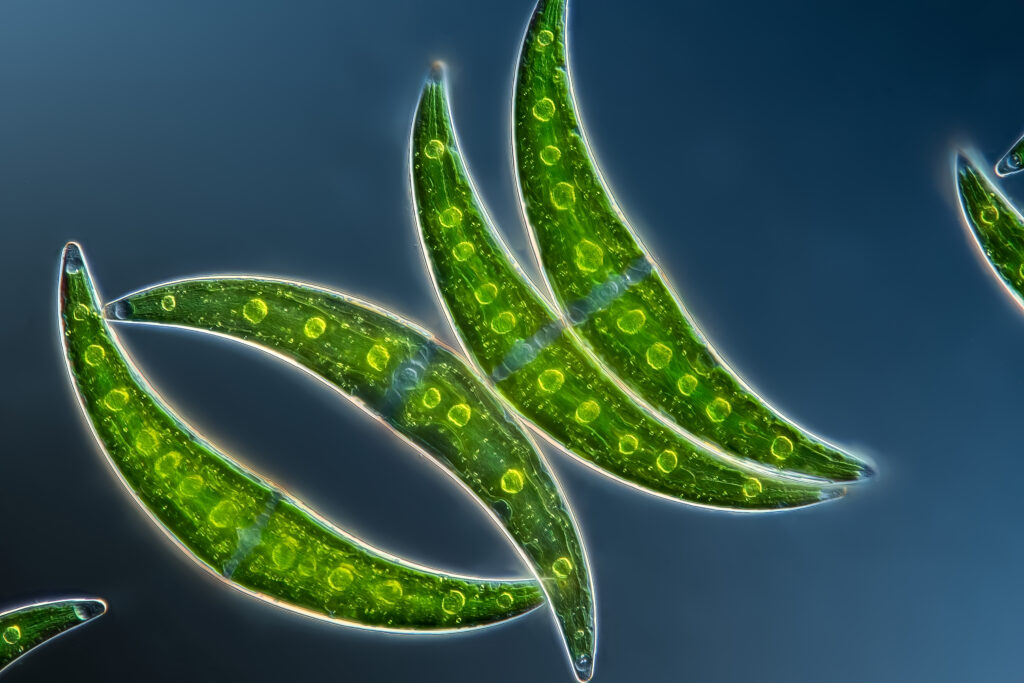 Green in Black: oil resistant algae