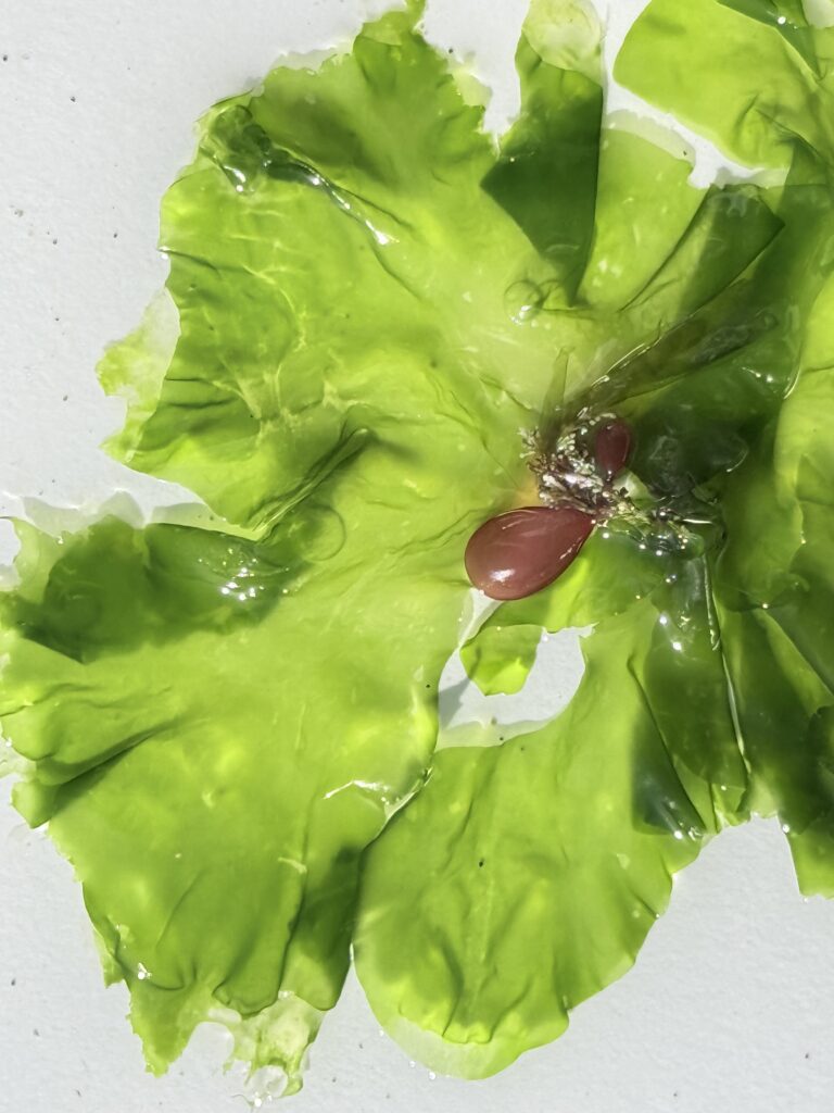 Sea Lettuce