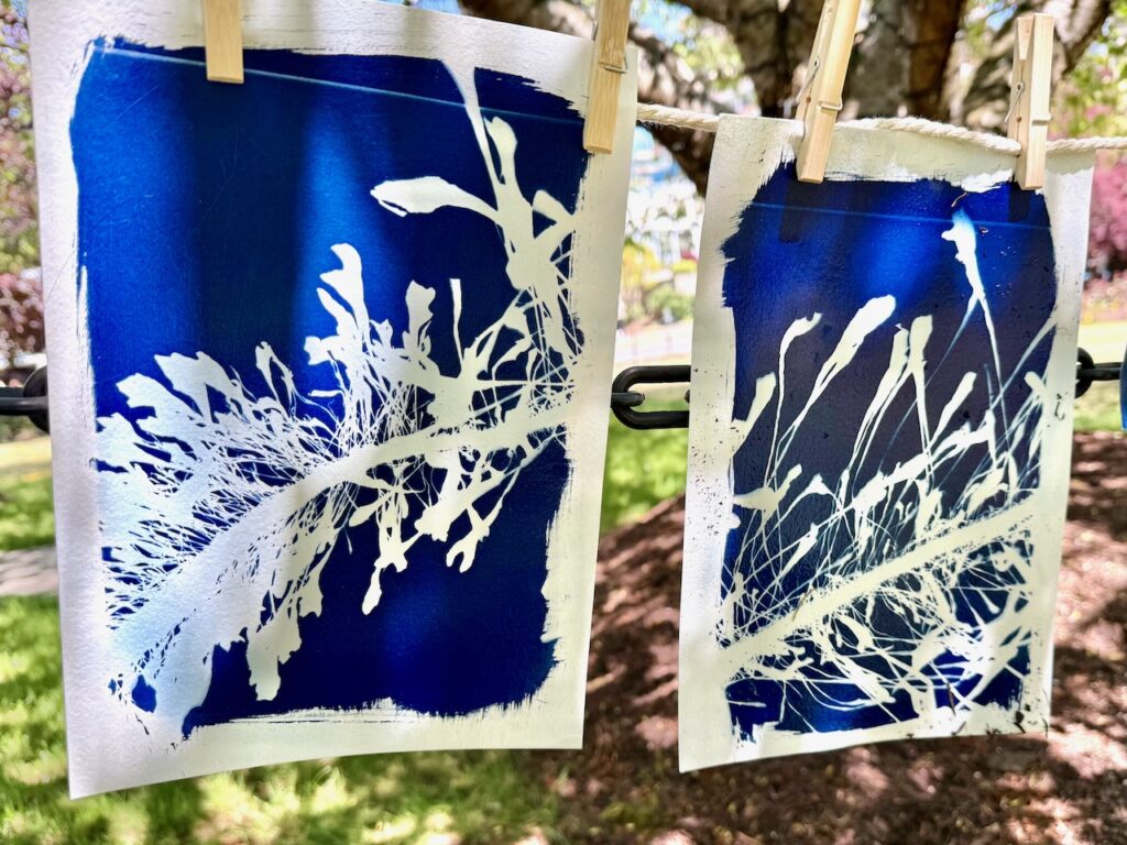 Cyanotypes are having a moment