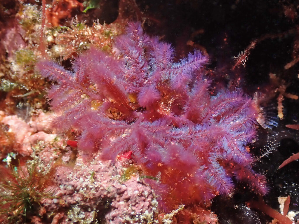 Iridescent beauty: Dasya sp.