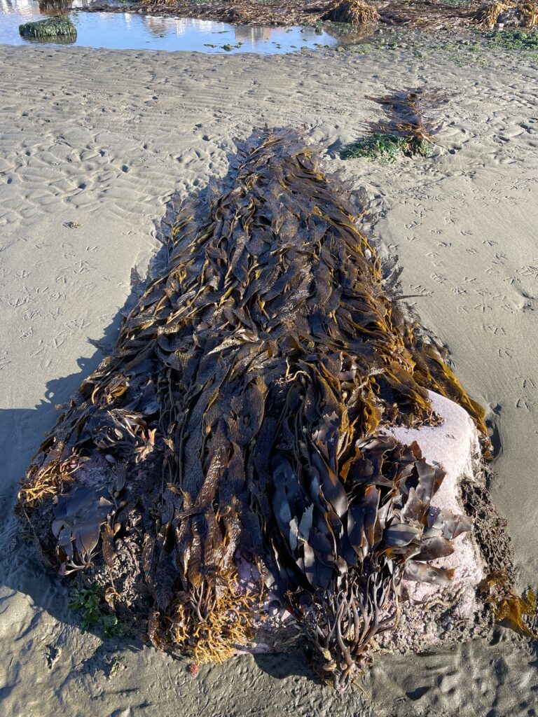 Magellan Strait: the biological treasure