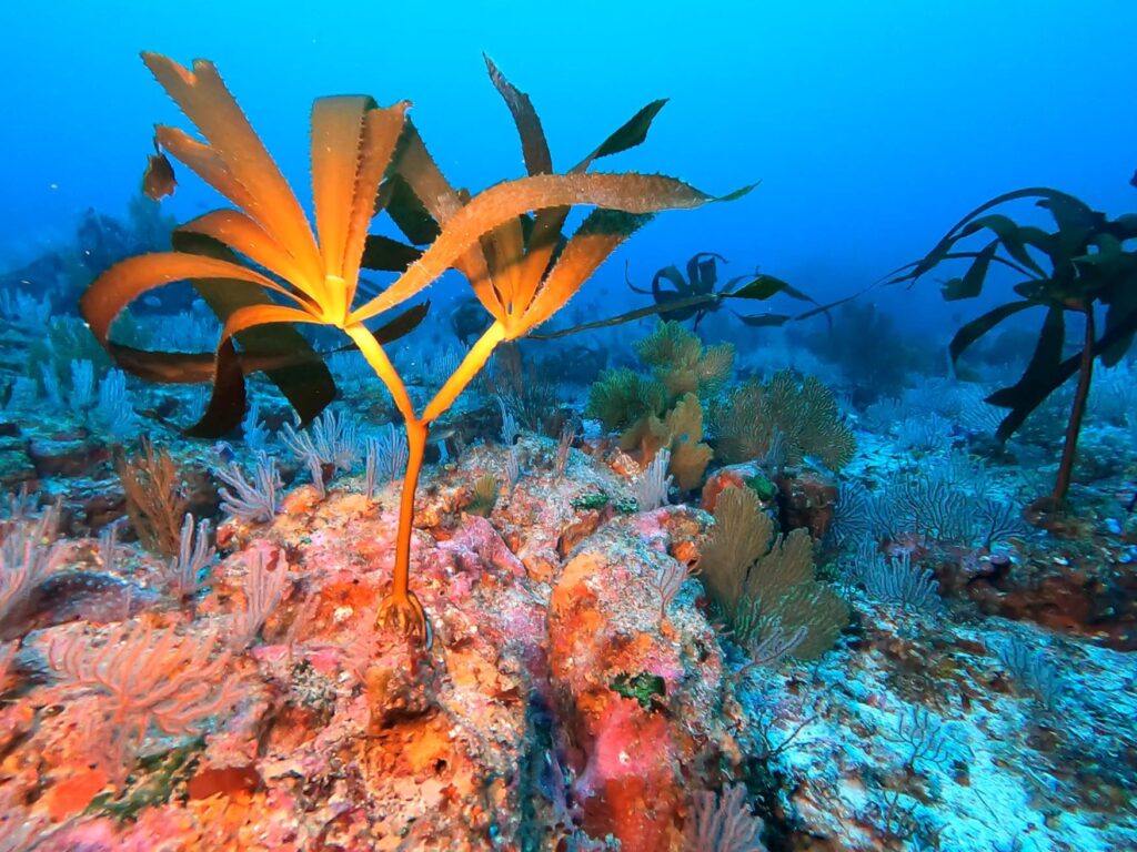 Tropical Kelp of the Galapagos
