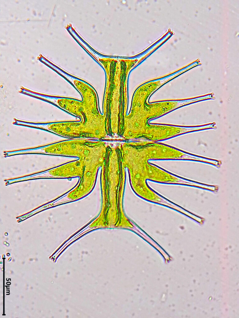 Tropical desmid