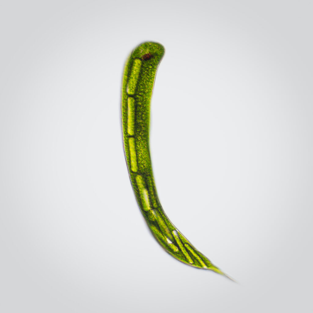 A healthy Lepocinclis