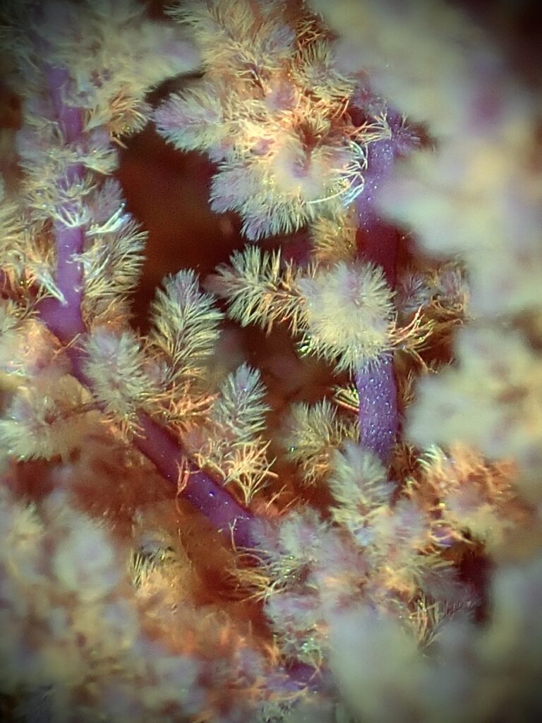 Squirrel Tails of the Sea