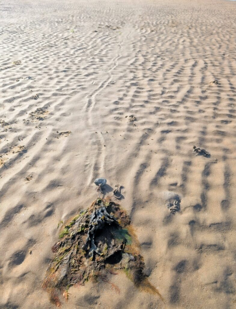 Sporophyte Migration route
