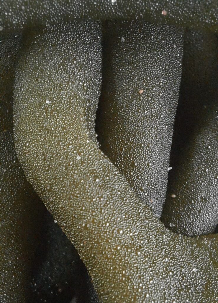 Snakeskin seaweed