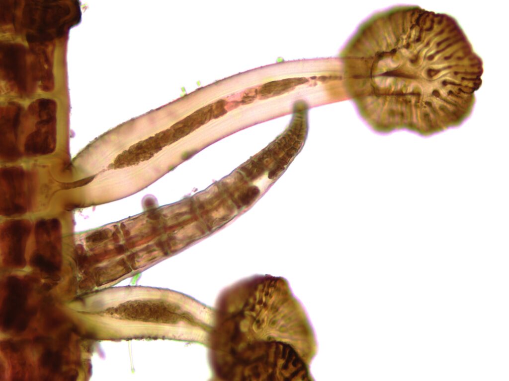 The Art of Attachment: Polysiphonia’s Floral Holdfast