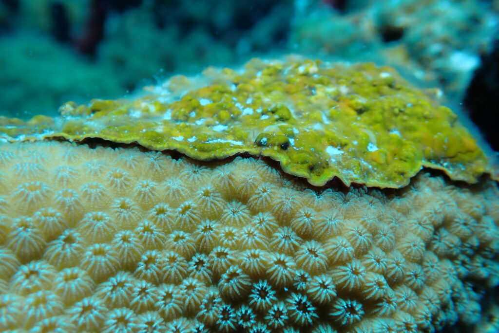 Coral-killer, Qu'est-ce que c'est, Ra Ra Ra Ra, Ra Ra Ra Ra Ra Ramicrusta textilis