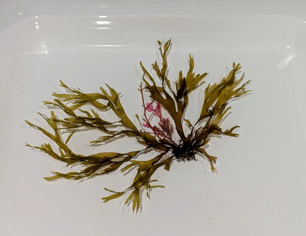Dictoya with Plocamium Epiphyte