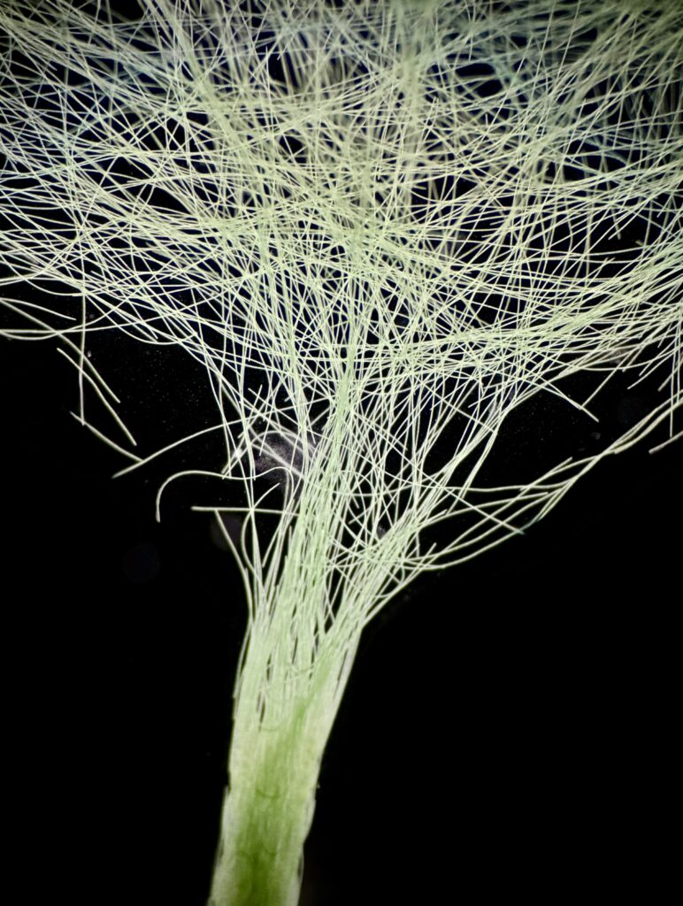 Tree of Life