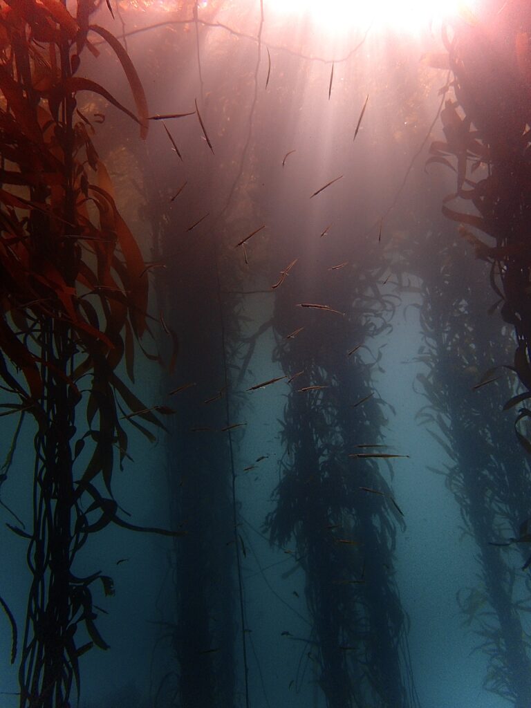 Kelp Cathedral