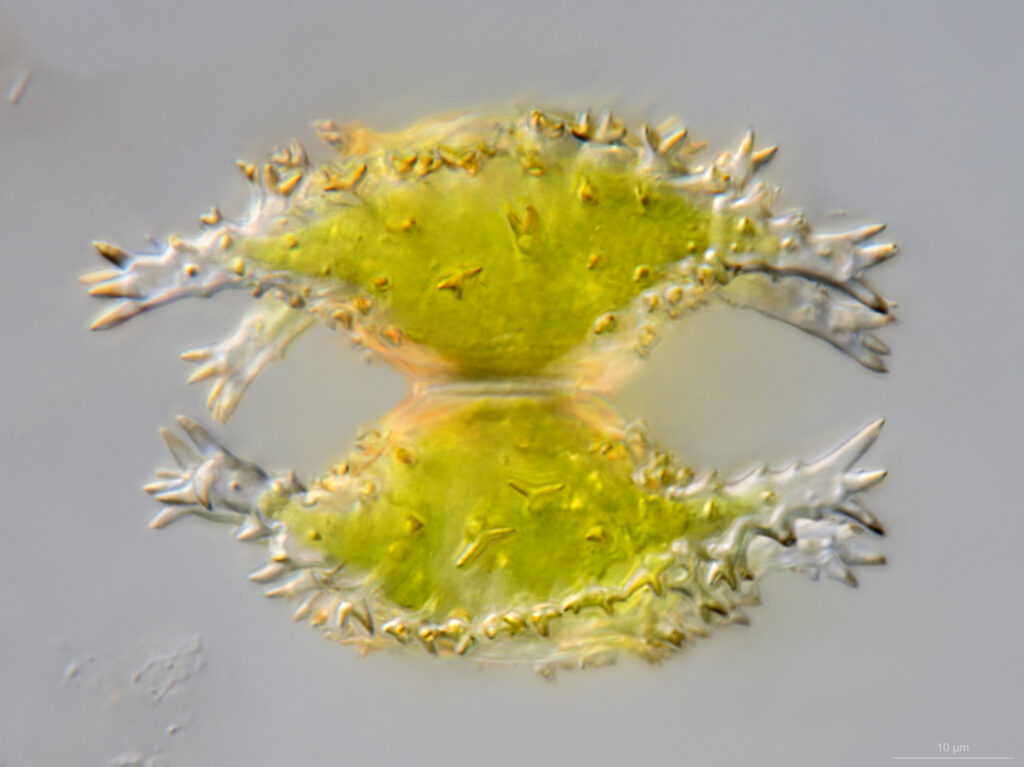 Wetland star