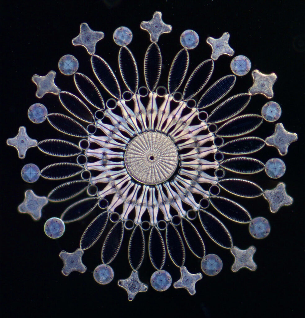A Kaleidoscope of Diatoms