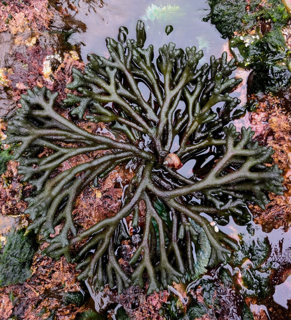 Codium Sunburst
