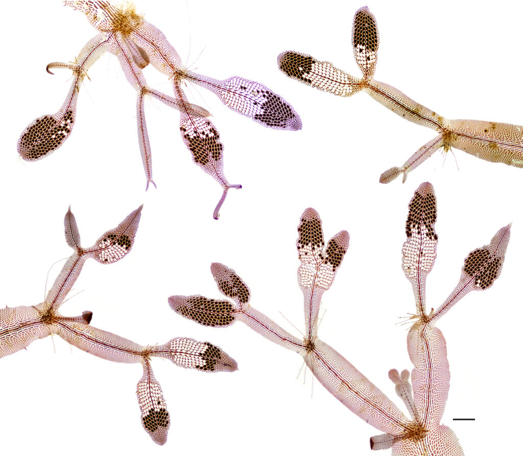 Beauty revealed: Caloglossa leprieurii