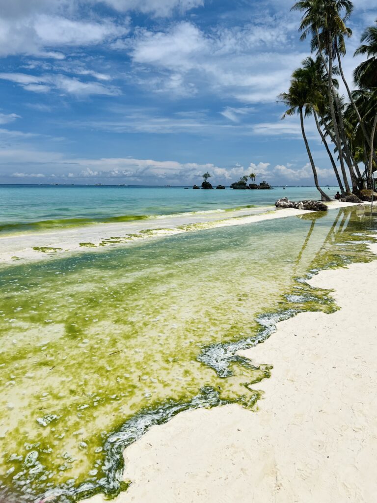 Tropical Green Tide Cronicles