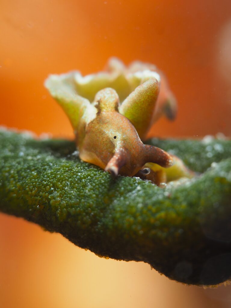 Solar-Powered Seaslug on Codium Seaweed