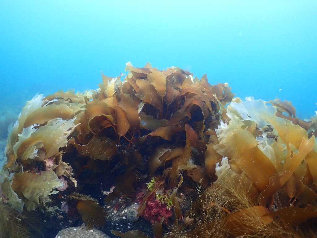 An Arctic Kelp Garden