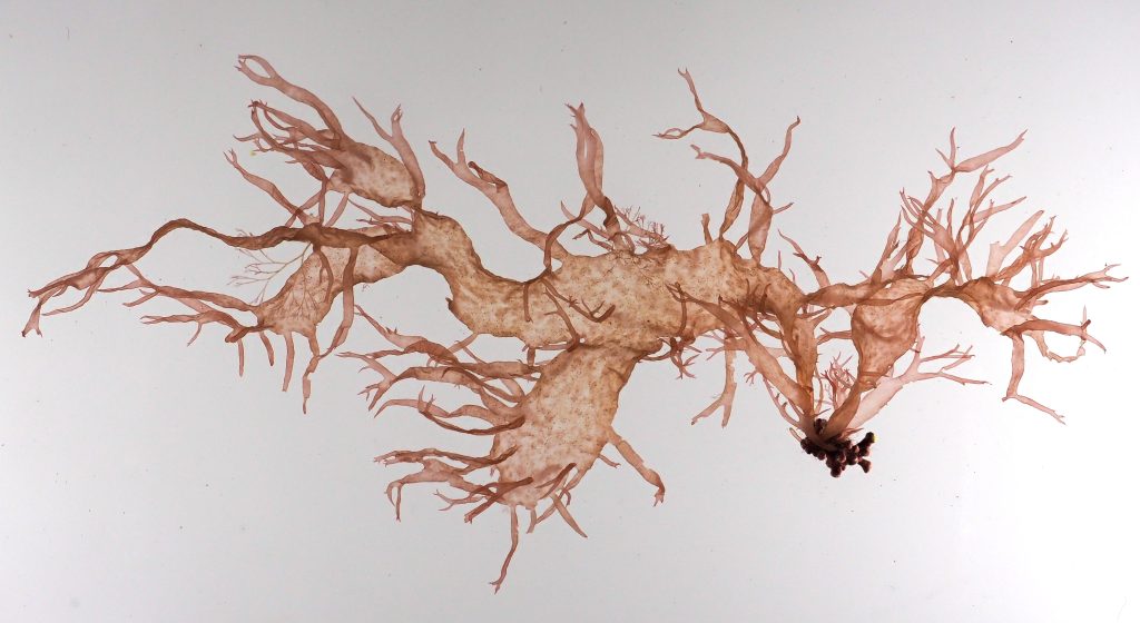 Sea spider weed on maerl