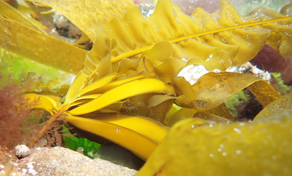 Cool kelp (Alaria esculenta)