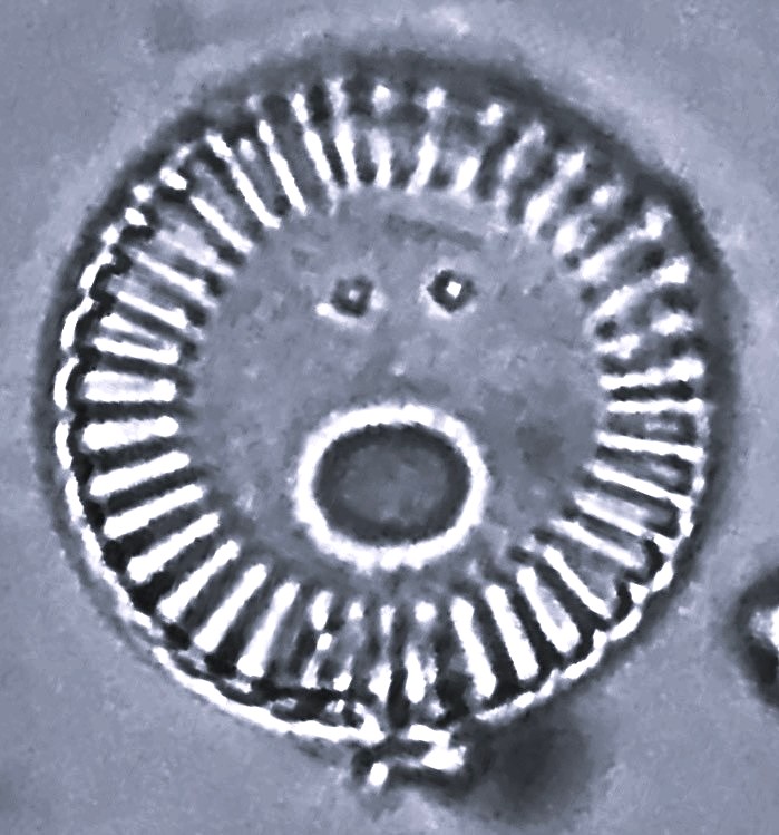 Cyclotella meneghiniana