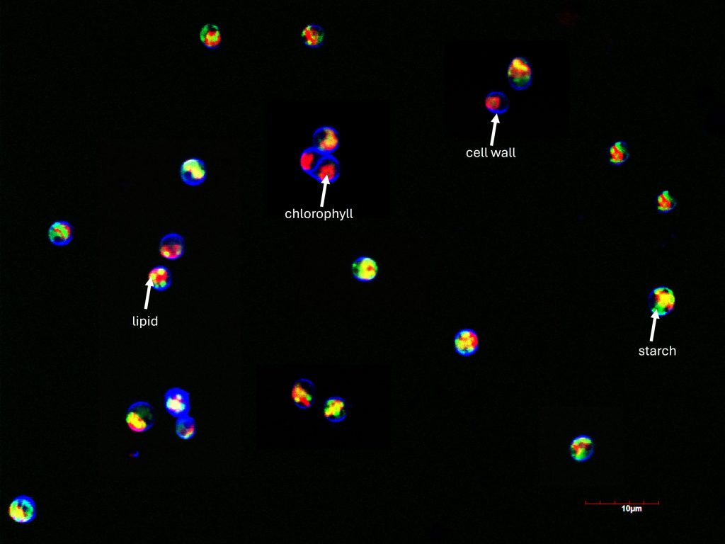 Lipid and Starch Accumulation in Micractinium sp.