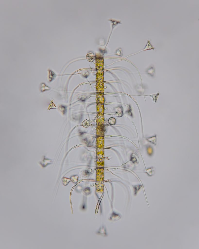 A microscopic spaceship