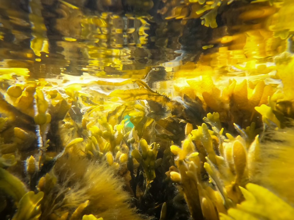 Golden Forest