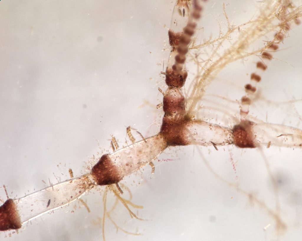 A world of its own: Ceramium sp.